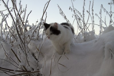 Sally hängde med mig på min promenad i snön.