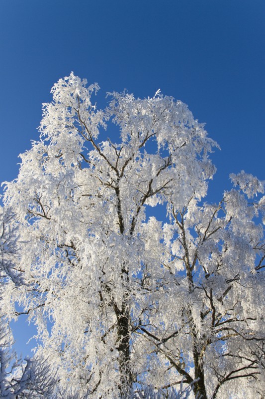 vintrigt träd